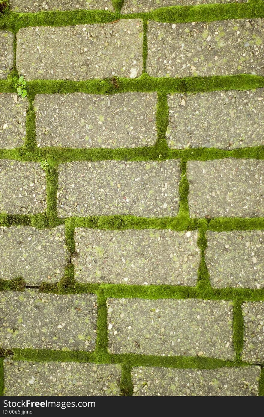 Green moss on brick pathway