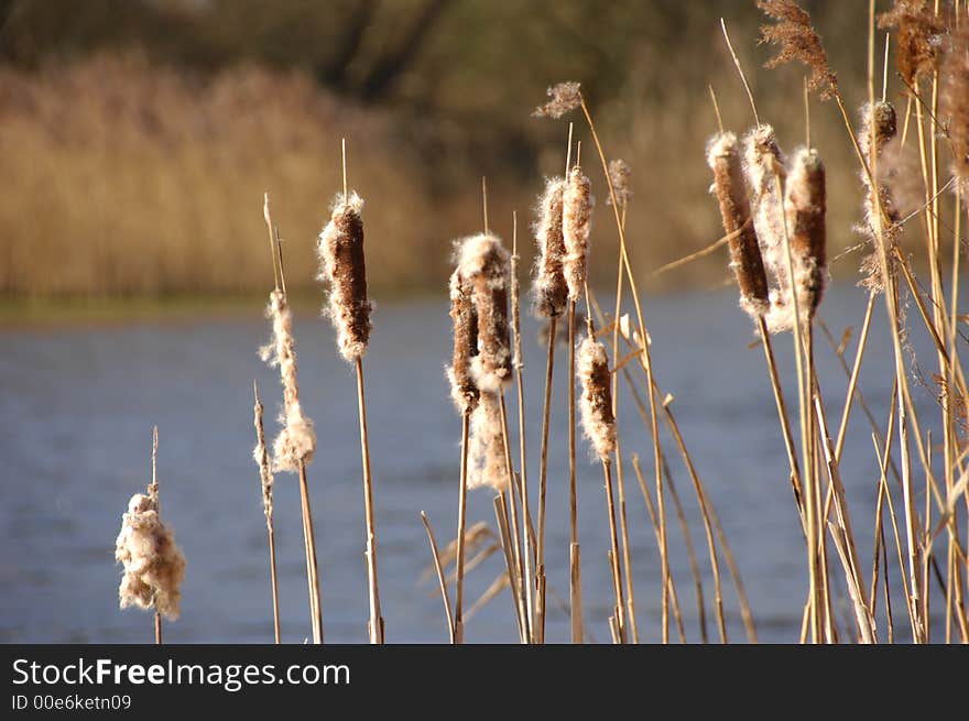 Reeds On A Spring Day