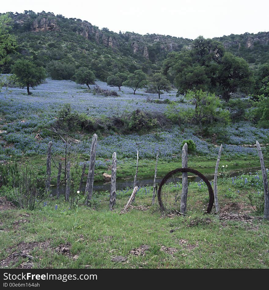 Blue Bonnets along Stream