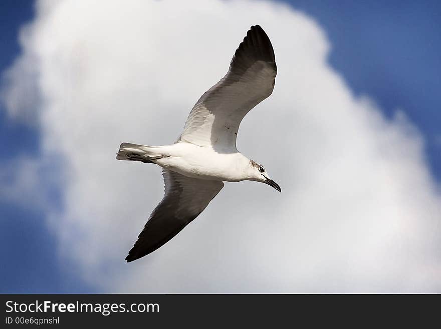 Flying Seagull in a cotton clouded bluesky