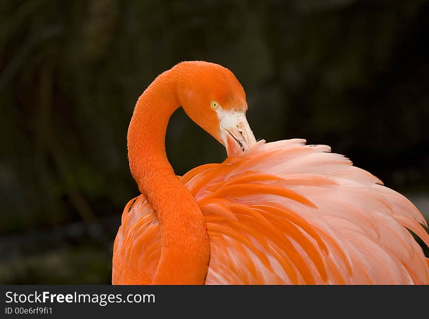 Flamnigo grooming its feathers close up. Flamnigo grooming its feathers close up