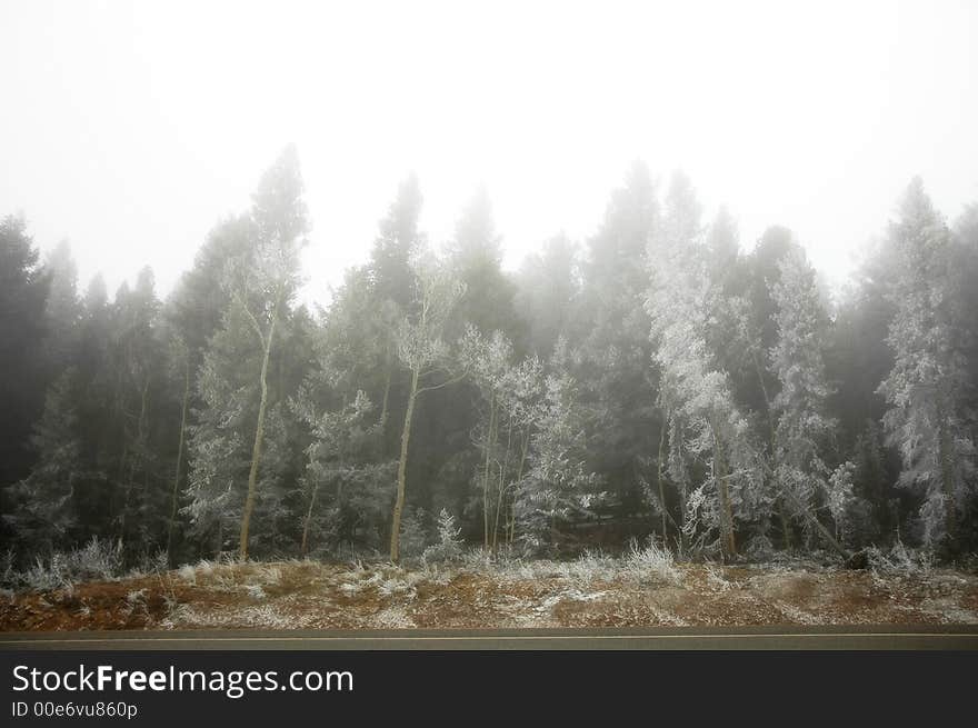 Forest in fiog and snow