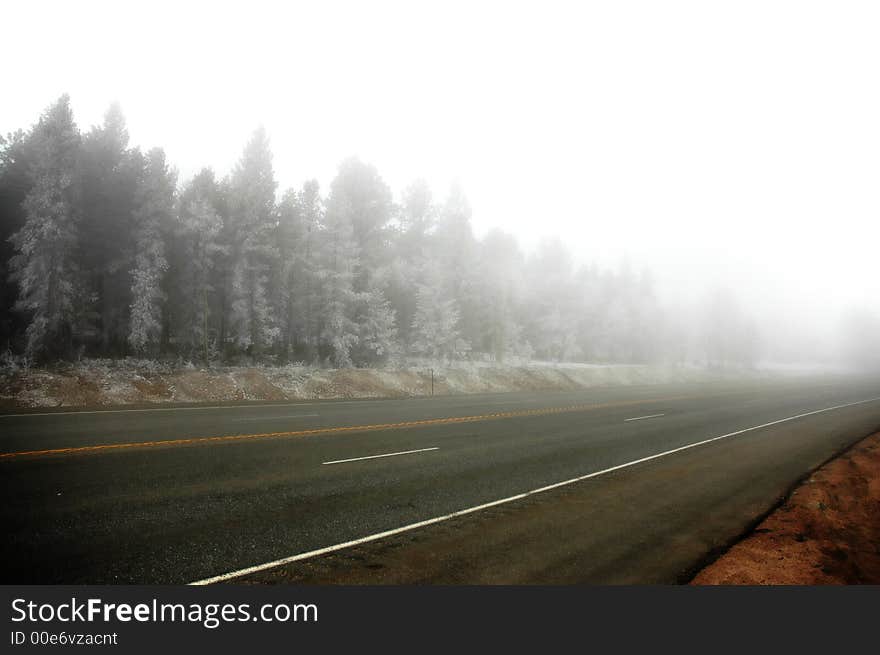 Forest in fiog and snow