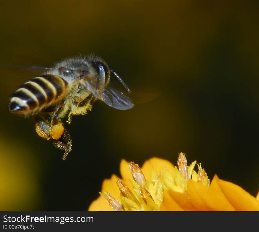 Bee And Flowers