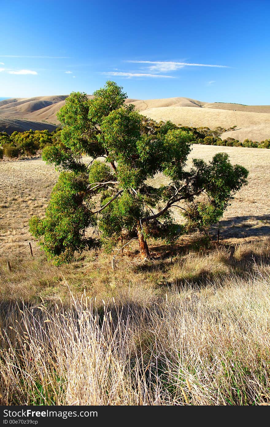 Large Gum Tree at Rapid Bay, South Australia