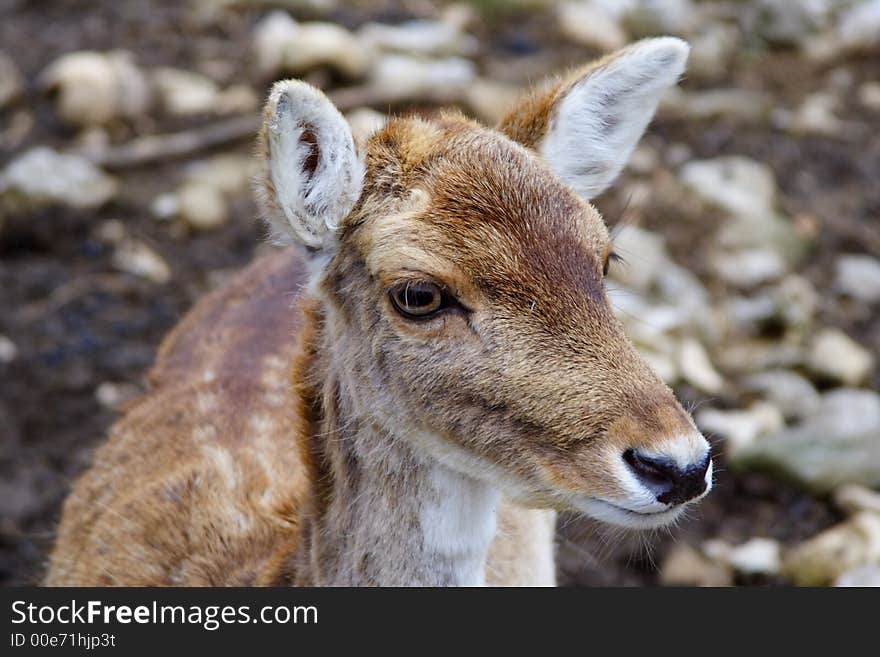 Small deer in the natural park of Chartreuse in the french Alps. Small deer in the natural park of Chartreuse in the french Alps