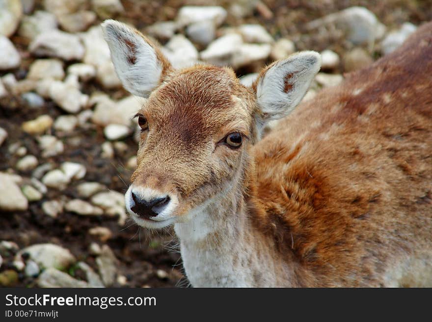 Beautiful deer in the natural park of Chartreuse in the french Alps