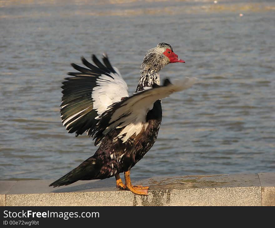 Black donald duck in europe