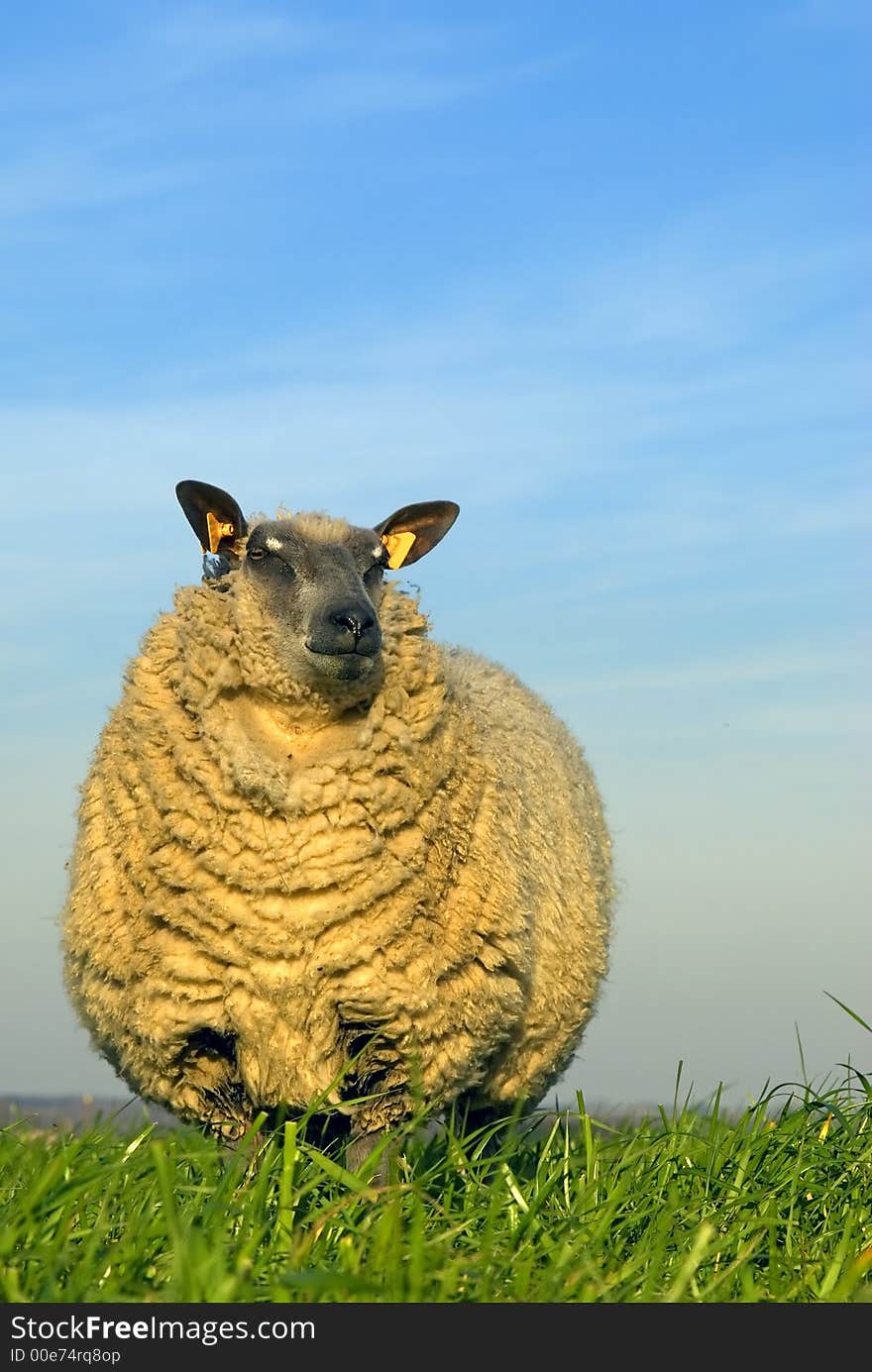 Sheep on grass with blue sky