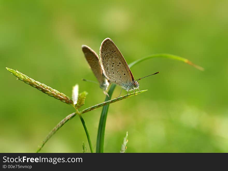 Colorful Butterfly