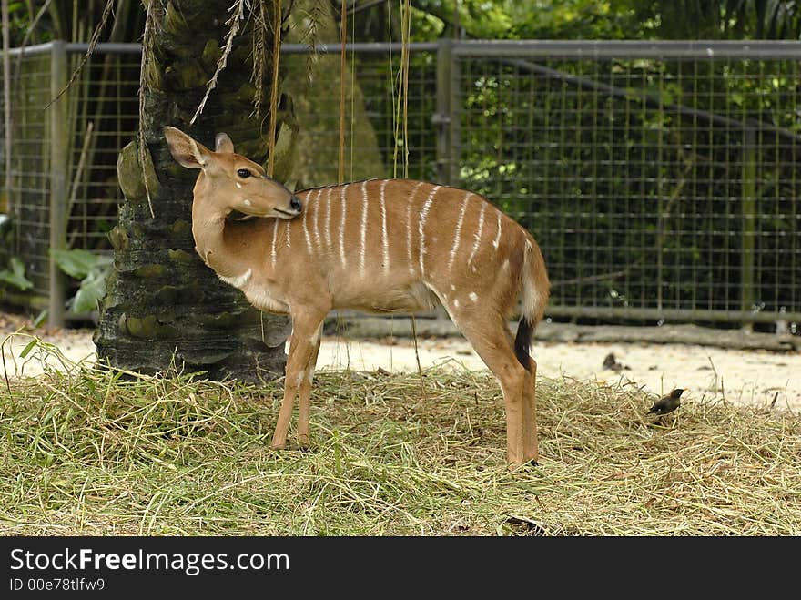 Nyala