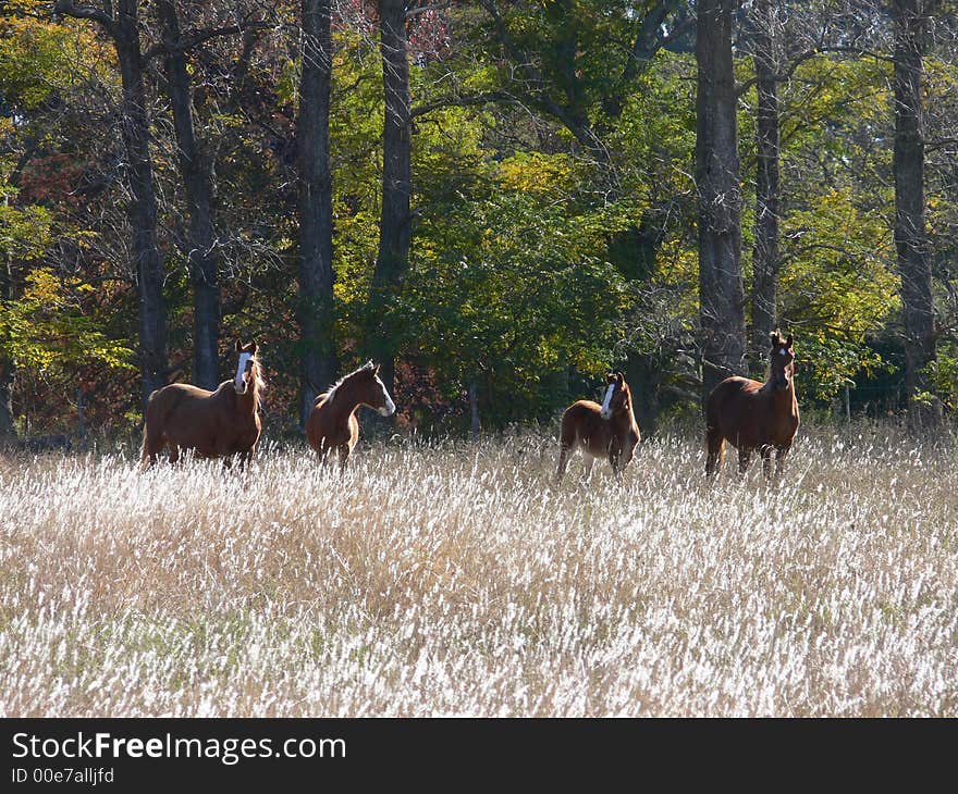 Wild horses free in the plains