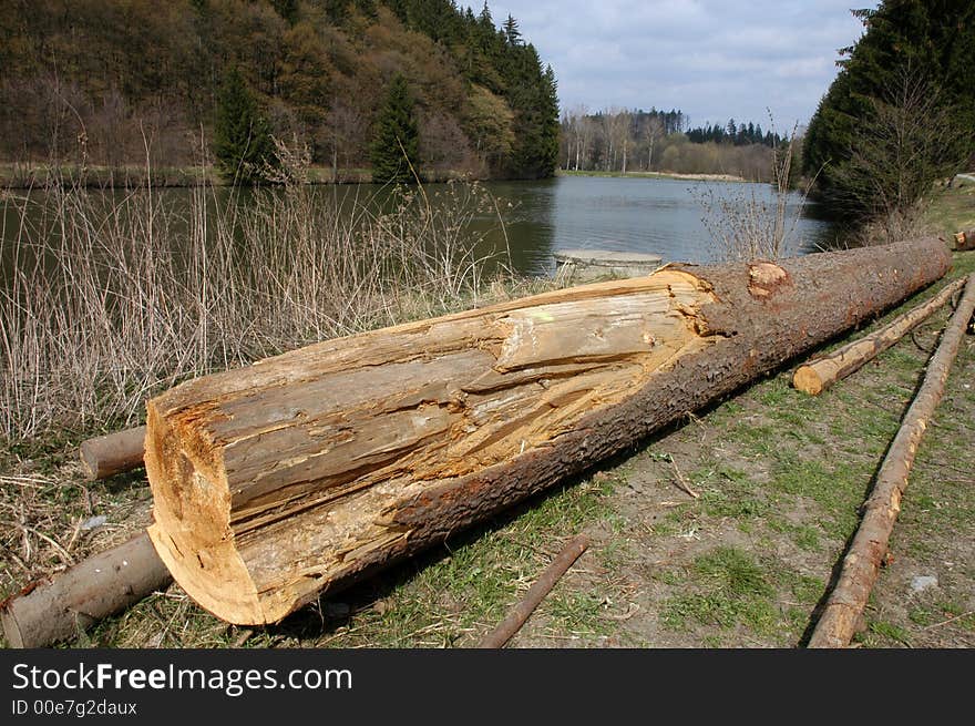 Tree broken by the windstorm. Tree broken by the windstorm