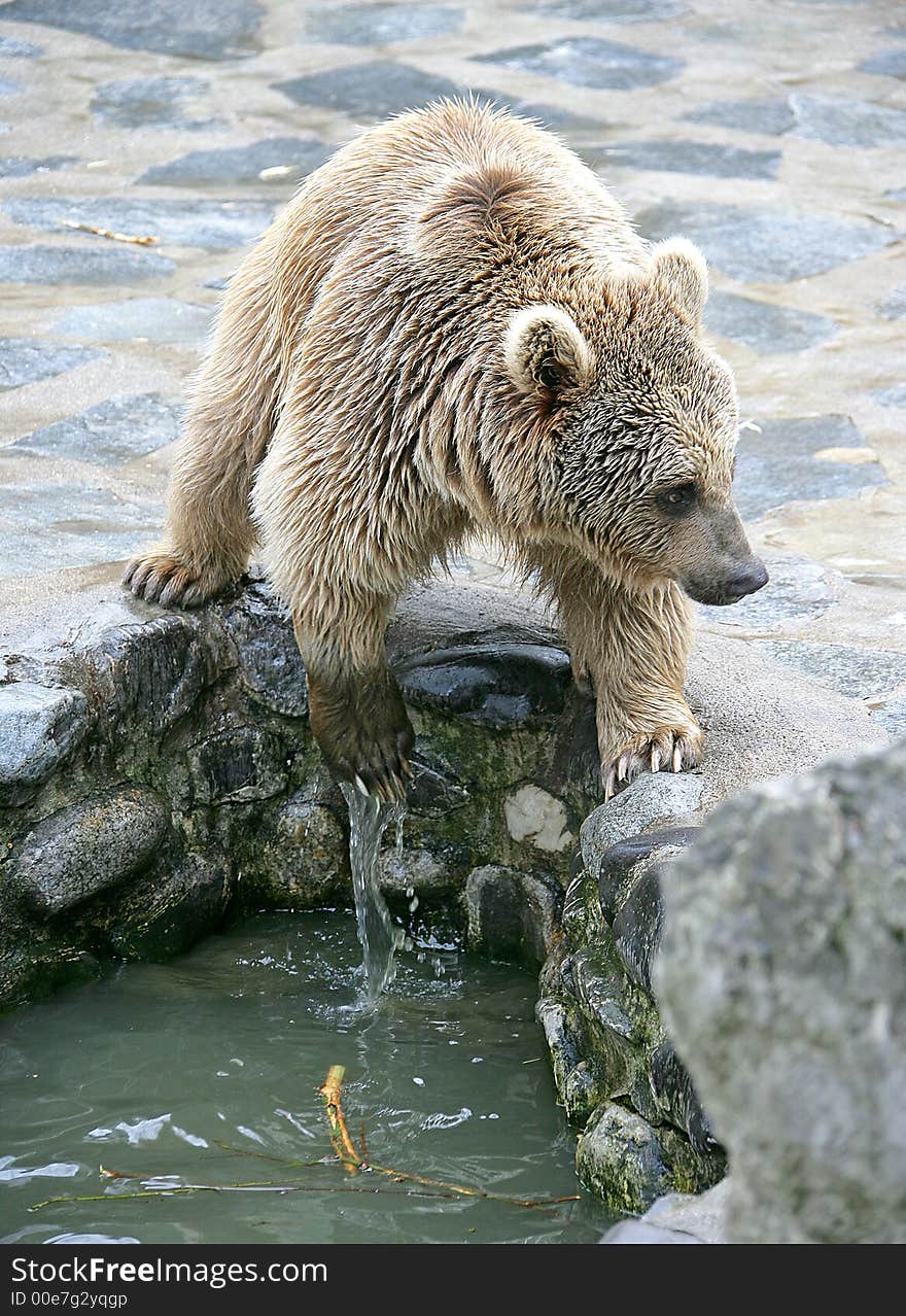 Syrian Brown Bear 4