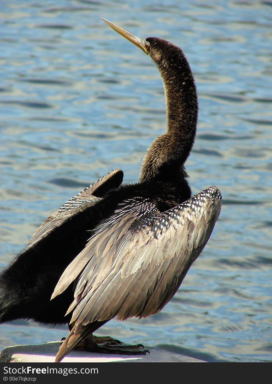 This is a snakebird with the water in the background