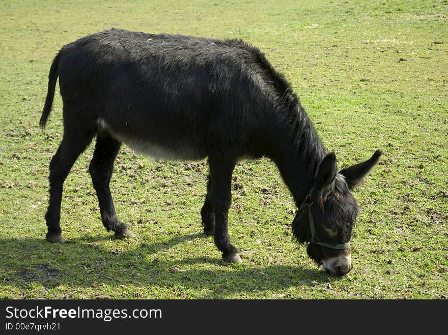 Donkey