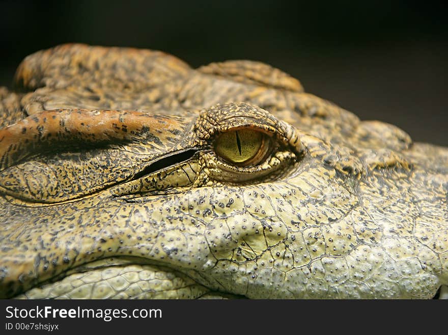 Close-up of Siam Crocodile. Close-up of Siam Crocodile