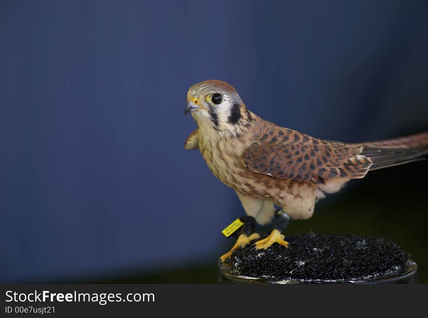 An American Kestrel on display at a fair.