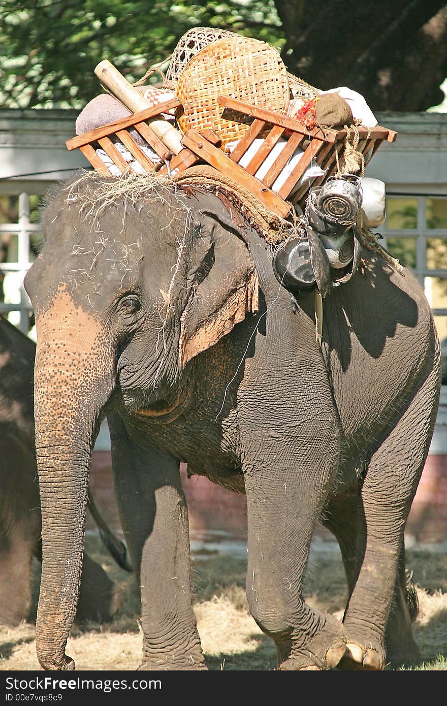 Working elephant carrying goods in a park