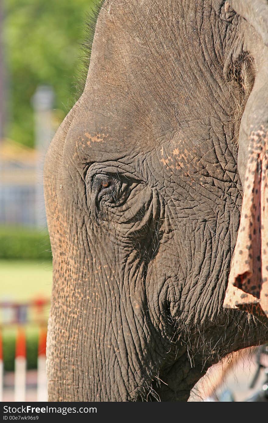 Close up of an elephants head. Close up of an elephants head