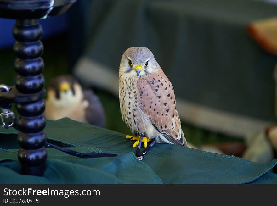 An European  Kestrel at  a bird show. An European  Kestrel at  a bird show