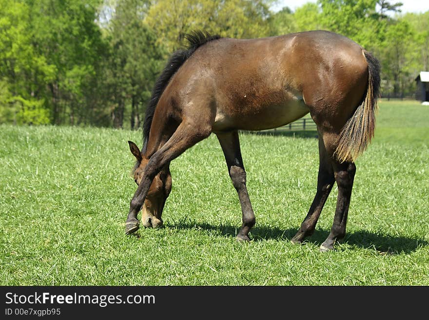 A young horse grazing in a meadow. A young horse grazing in a meadow