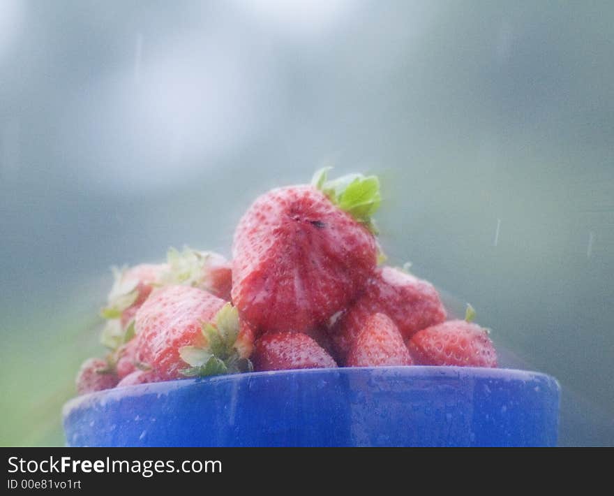 Strawberies in rain in blue bowl with nice blur effect. Strawberies in rain in blue bowl with nice blur effect