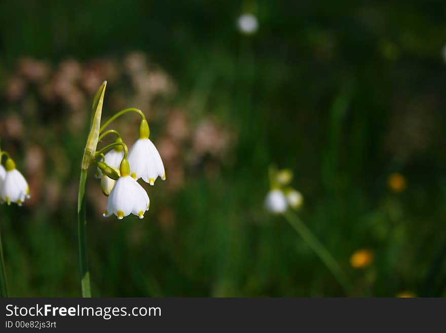 Spring Bell