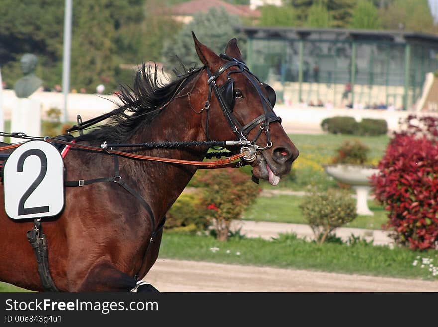 Some beautiful photos of a grand prix in Italy. Some beautiful photos of a grand prix in Italy