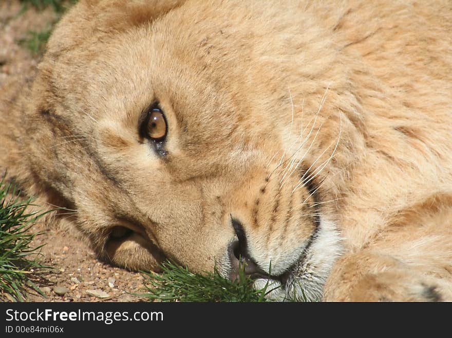 Laying Lioness