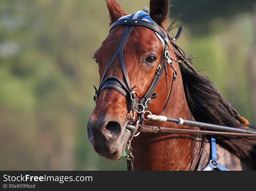 Some beautiful photos of a grand prix in Italy. Some beautiful photos of a grand prix in Italy