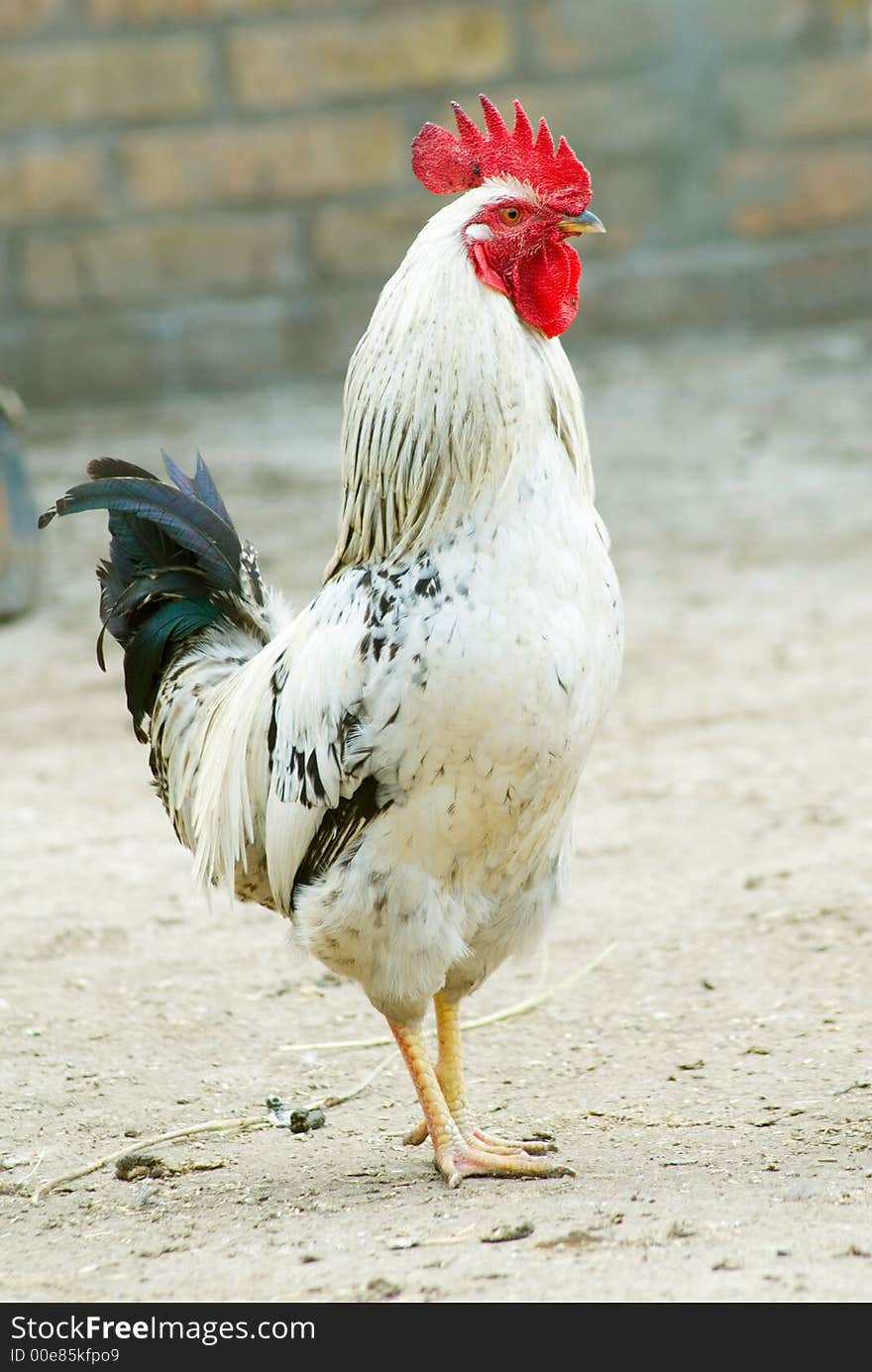 Rooster close up on rural background. Rooster close up on rural background