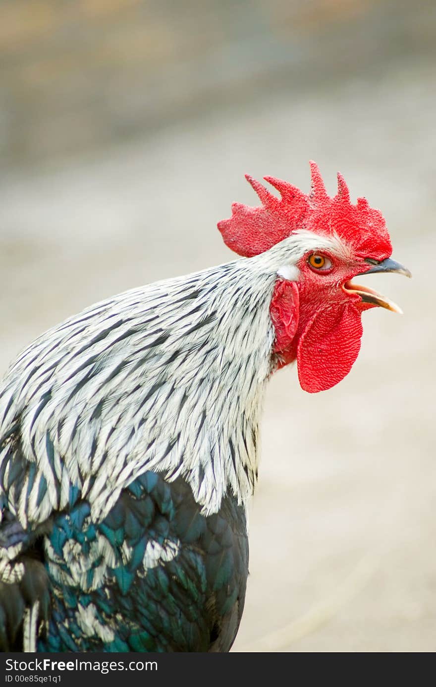 Rooster close up on rural background. Rooster close up on rural background