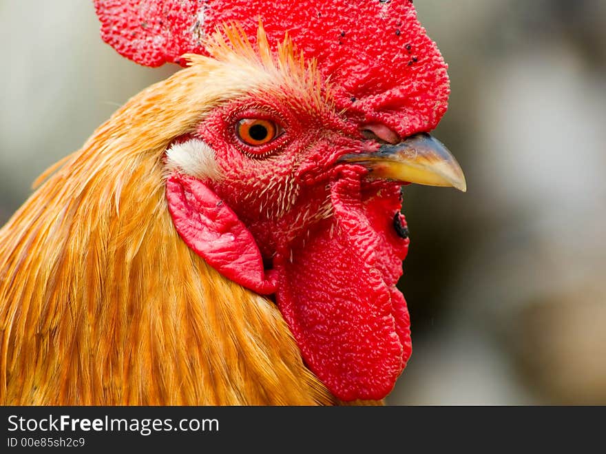 Rooster close up on rural background. Rooster close up on rural background