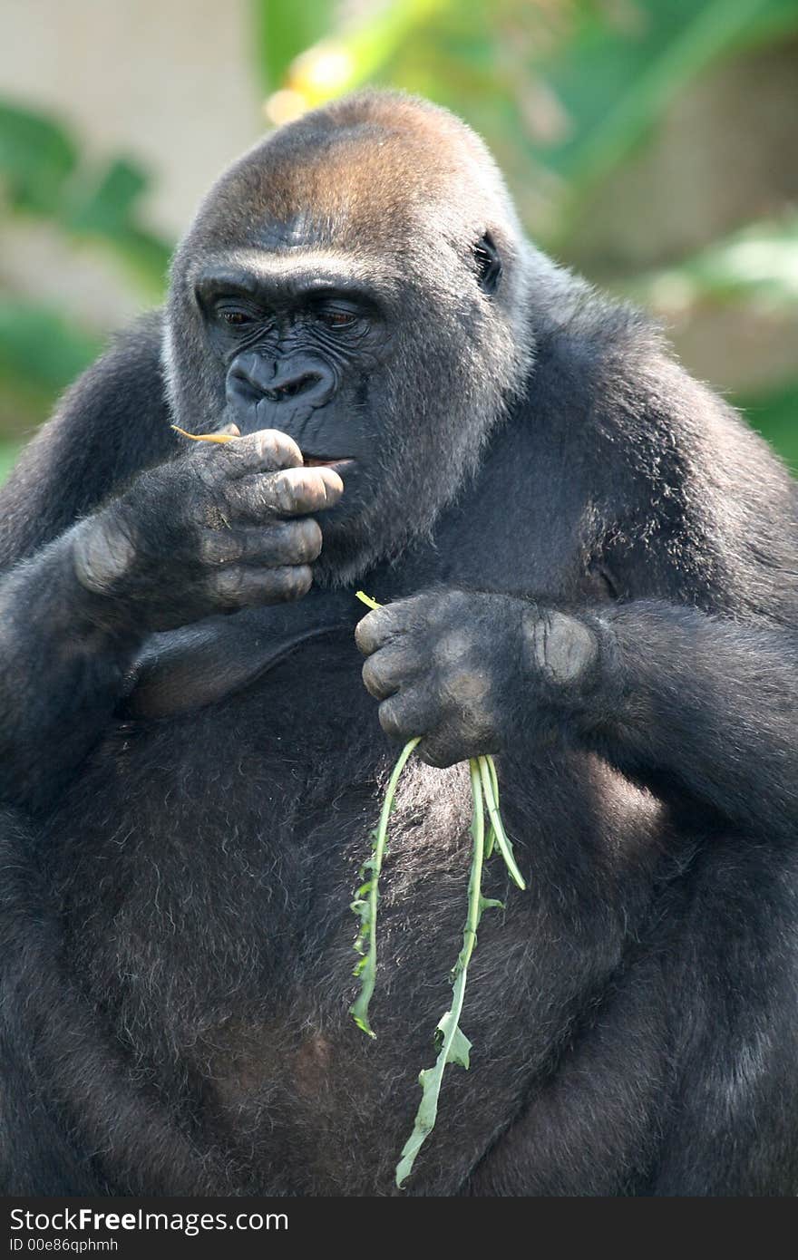 Gorila eating herbs while seated. Gorila eating herbs while seated