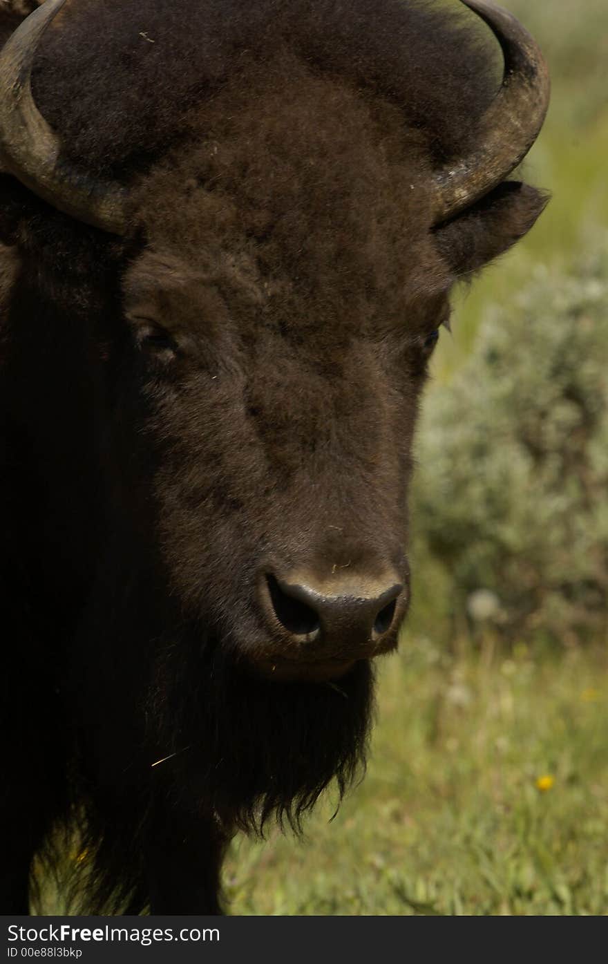 Buffalo grazing near the Grand Tetons outside of Jackson, Wyoming.