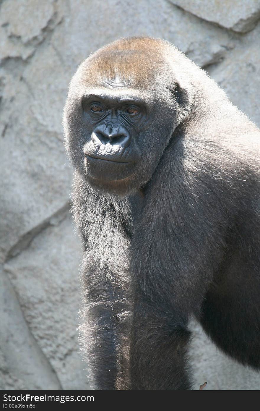 Sorry looking gorilla black male