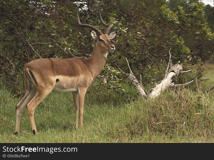 Impala interupted