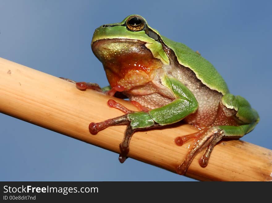 Little tree frog on the branch