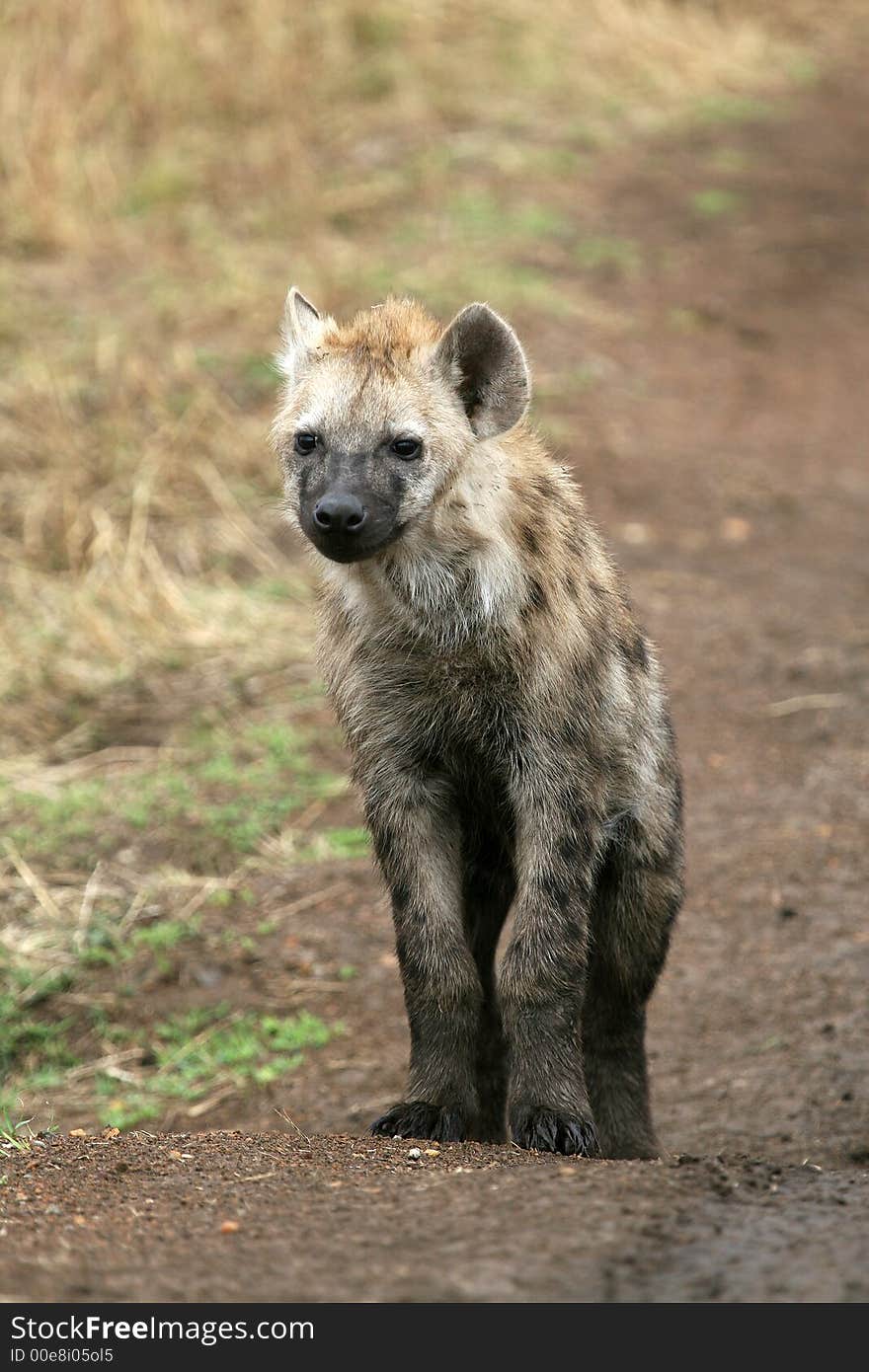 Spotted Hyena