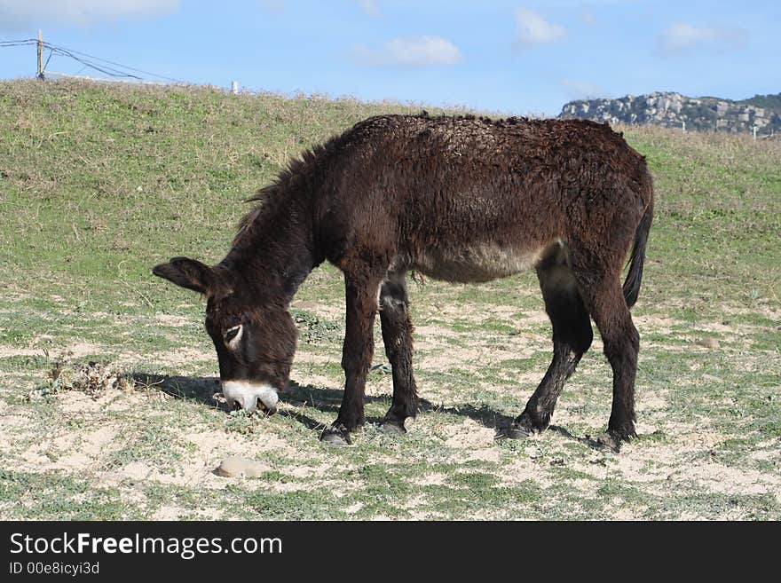 Donkey on the beach