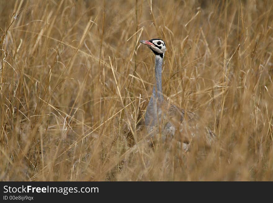 Bustard in Grassland