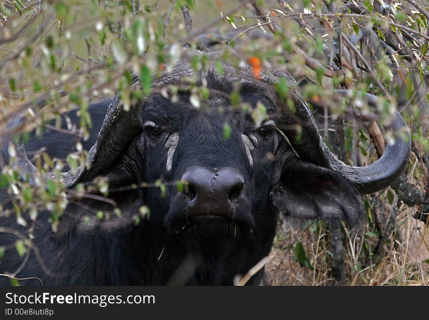 Portrait of African Buffalo hiding in Bush