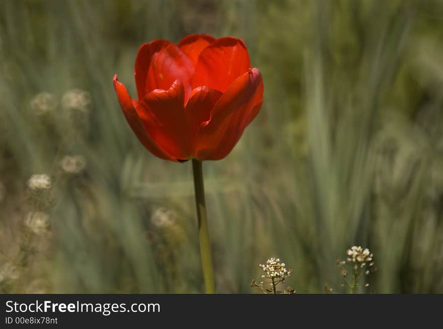 Fresh colors of spring - asphodel flower in the garden. Fresh colors of spring - asphodel flower in the garden