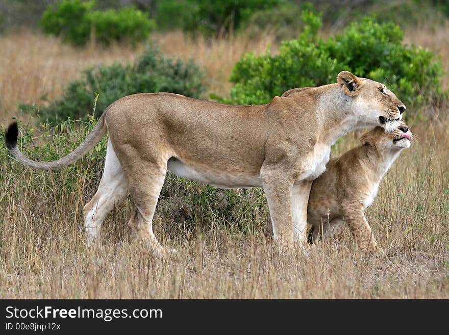 Lion cub making contact with mom. Lion cub making contact with mom