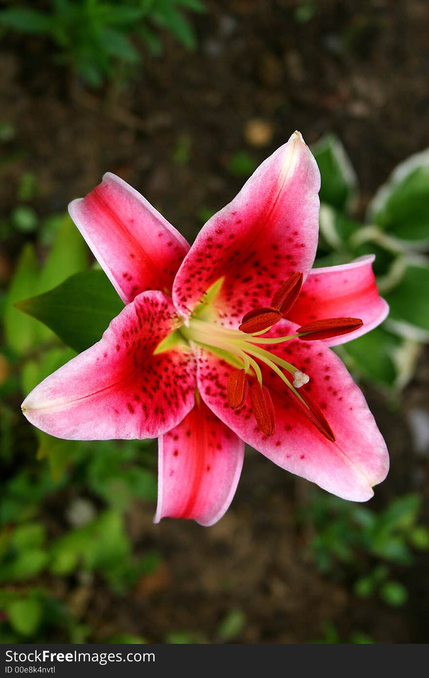 Summer flowers in a garden. Summer flowers in a garden.