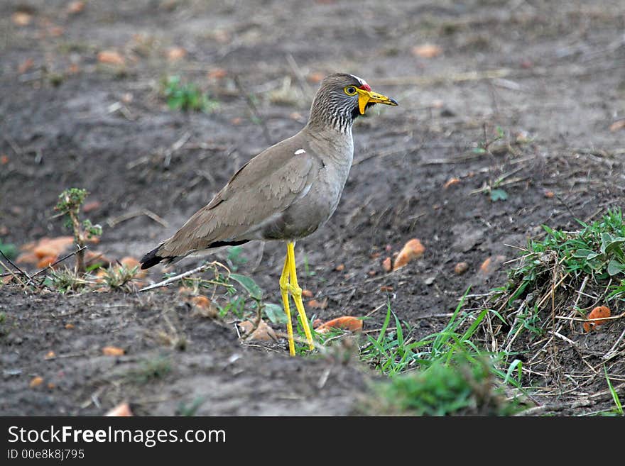 Wattled Plover