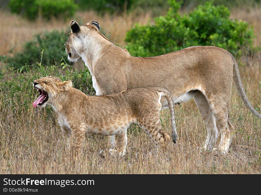 Lion cub crying next to mom. Lion cub crying next to mom