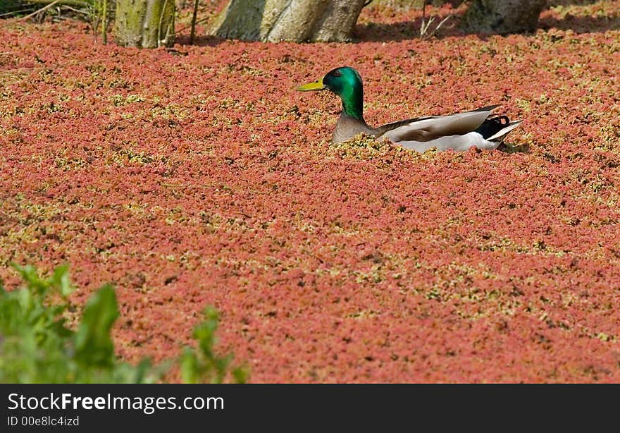 A lone duck swimming in a pond covered with red blossoms. A lone duck swimming in a pond covered with red blossoms