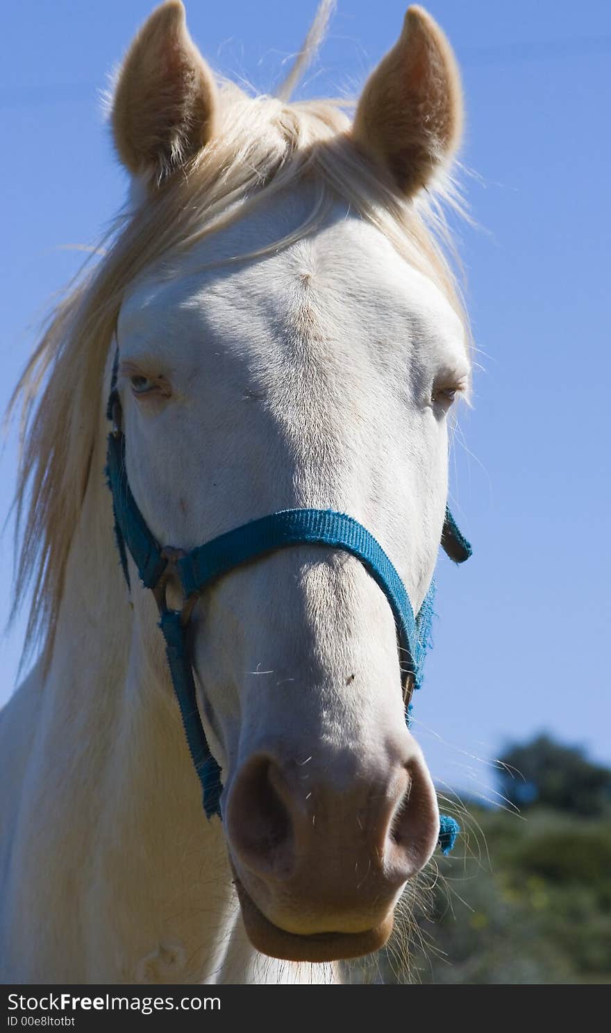 White horse in the field in Portugal